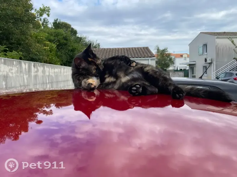 Chatte perdue Prune, écaille, Aytré - photo