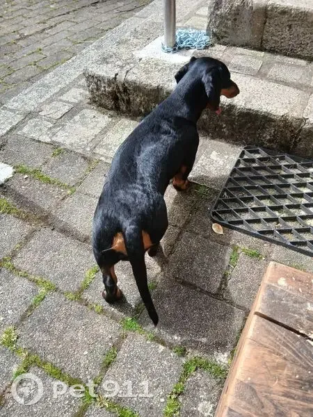 Chien perdu, noir et feu, 9 mois, Magoar - photo