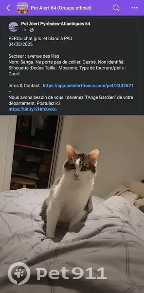 Chat perdu blanc/gris tigré, Pau - photo