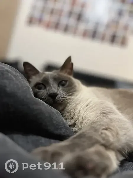 Chatte siamoise perdue à Chevaigné - photo