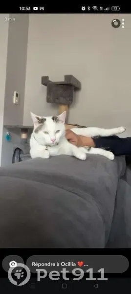 Chat blanc perdu, queue et tâches grises - photo
