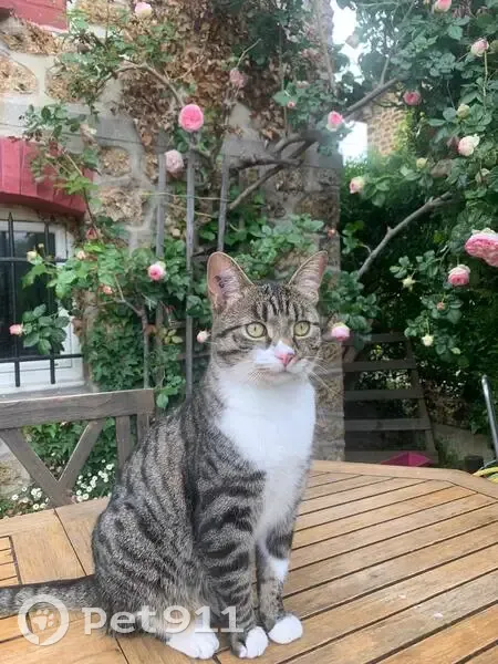 Chat perdu : Topaze, yeux verts/jaunes - photo