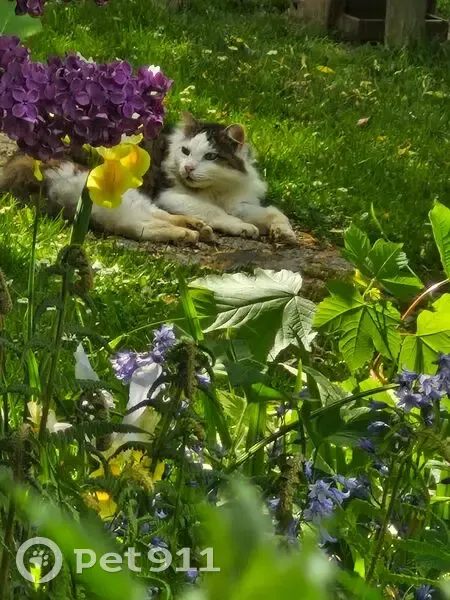Chat blanc et gris cherche foyer Longuesse - photo