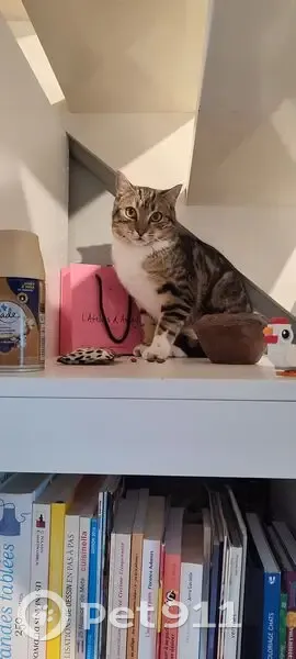 Chat perdu, peureux, Niort, rue Boileau - photo