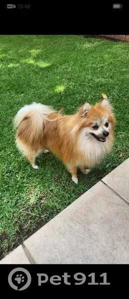 Chien perdu : Petit poméranien brun, Centurion - photo