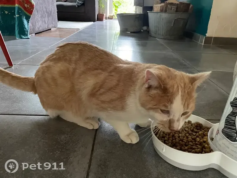 Chat blanc et roux trouvé à Chindrieux - photo