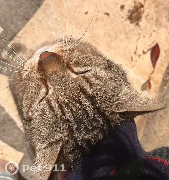 Chat tigré sociable trouvé à Poitiers - photo