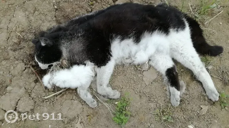 Chat noir et blanc trouvé décédé à Lezennes - photo