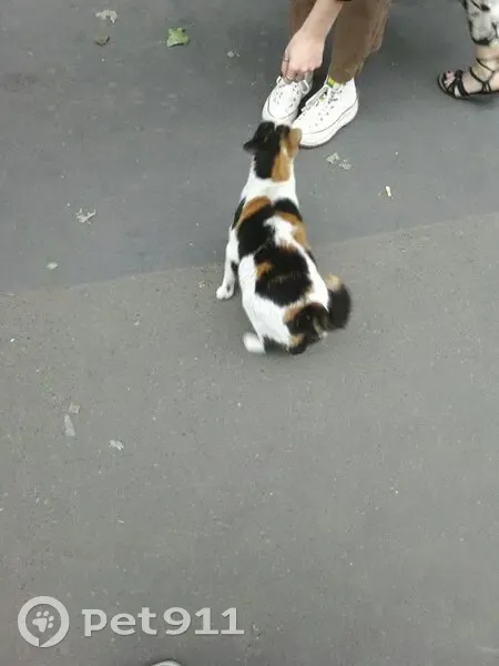 Chat trouvé rue La Boétie, Paris - photo