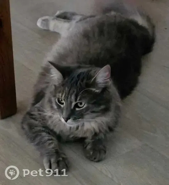 Chat gris perdu, Étiolles, rue Vieux Chemin - photo