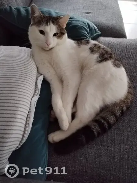 Chat tricolore mâle trouvé à Chavanoz - photo