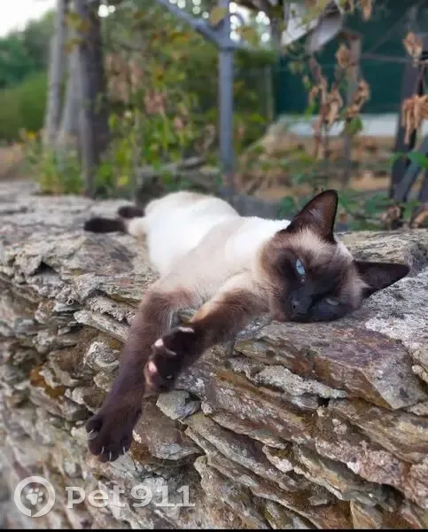 Chatte Nouchka perdue à La Plaine-sur-Mer - photo