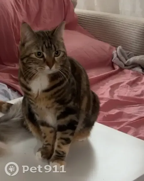 Chatte perdue, taches blanches et marron - photo