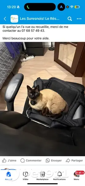 Chat perdue à Suresnes, retirée AirTag - photo