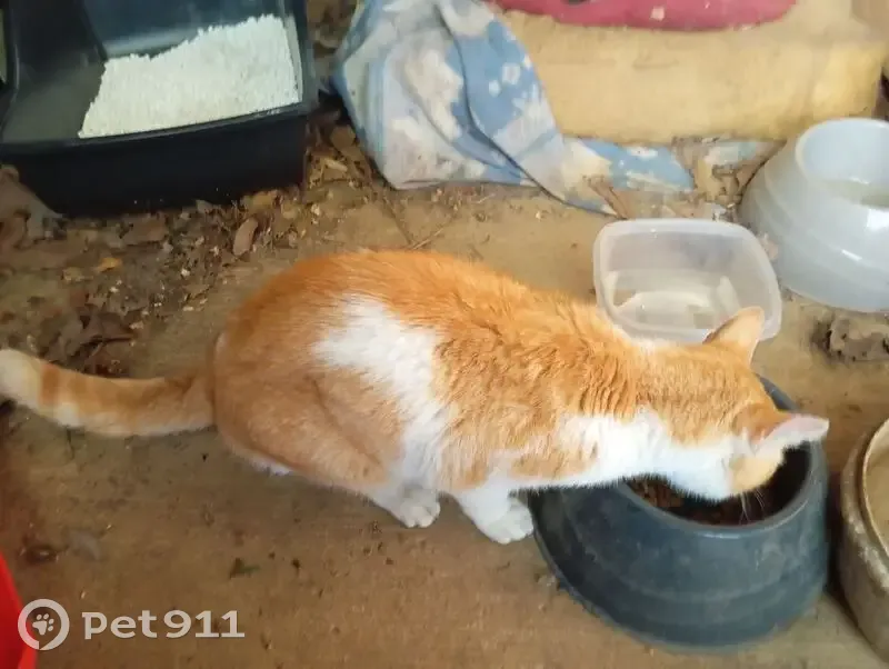 Chat roux et blanc trouvé à Ispagnac - photo