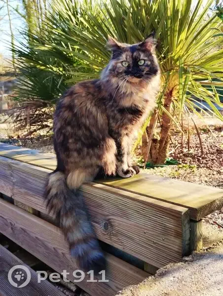 Chat perdu Écaille, pucée, Andouillé - photo