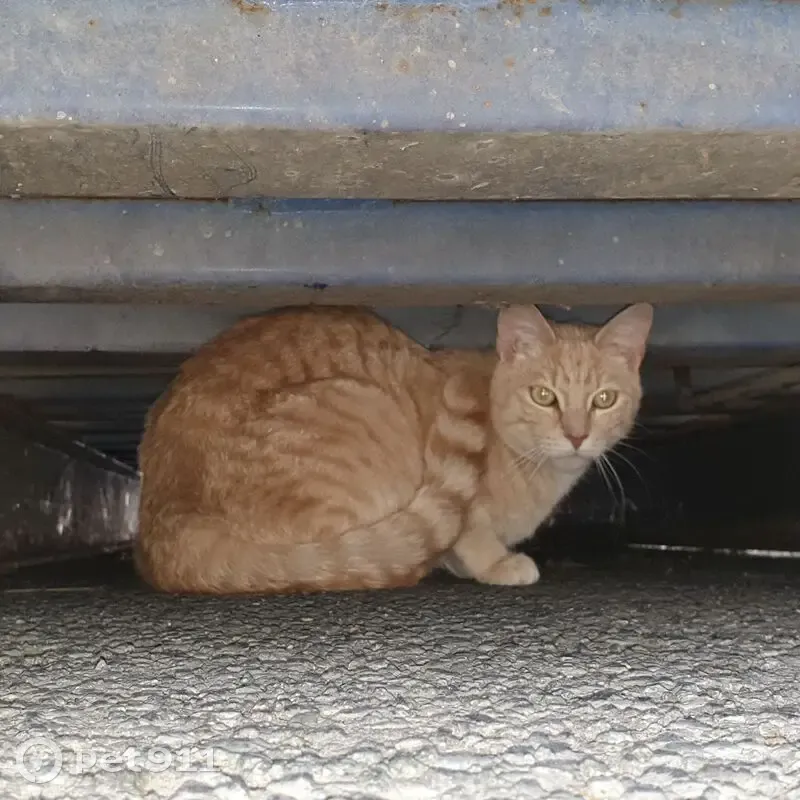 Chat beige tigré trouvé à Quesnoy-sur-Deûle - photo