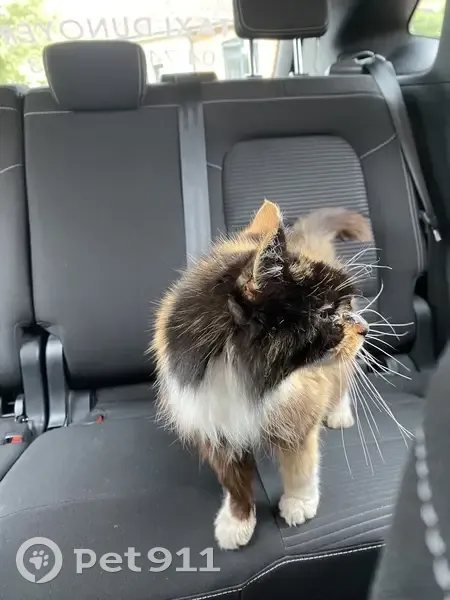 Chatte âgée Noisette trouvée à Gleizé - photo
