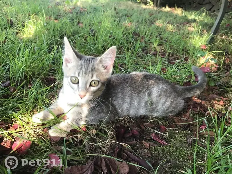 Chatte tigrée perdue à Arbus - photo