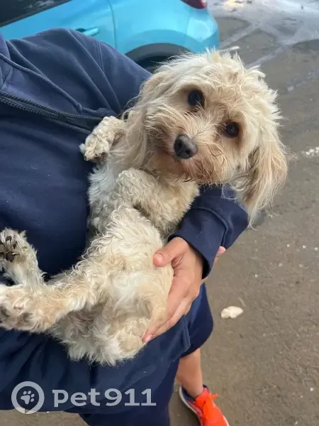 Chienne sans collier trouvée N1A Saline - photo