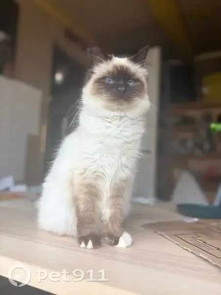 Chatte allaitante recherchée pour 4 orphelins - photo