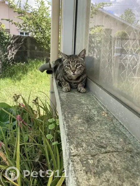 Chatte tigrée perdue, Pessac, Rue Gay-Lussac - photo