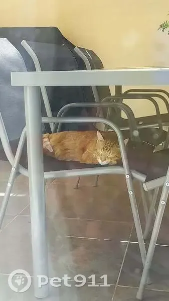 Chatte rousse et blanche perdue, 3 ans - photo