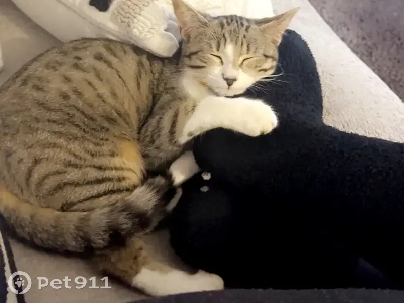 Chatte tigrée enceinte perdue à Issoire - photo