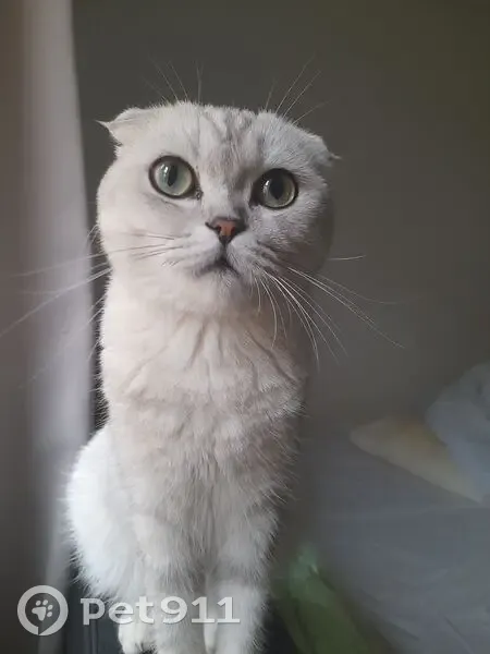 Chat perdu à Bondy, stérilisé et pucé - photo
