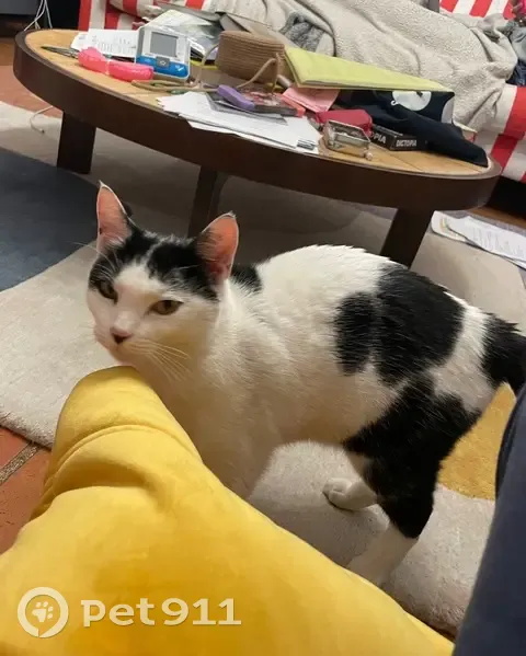 Chatte noir et blanc trouvée à Toulouse - photo