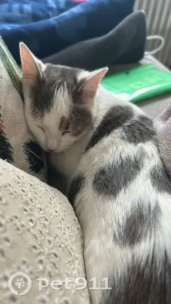 Chat blanc et gris perdu à Caen - photo