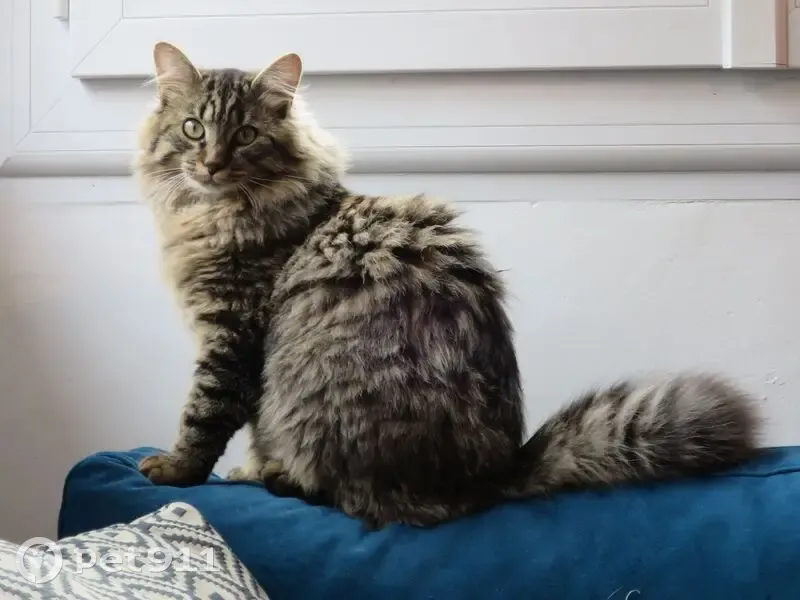 Chat perdu : Petit poilu disparu Poitiers - photo