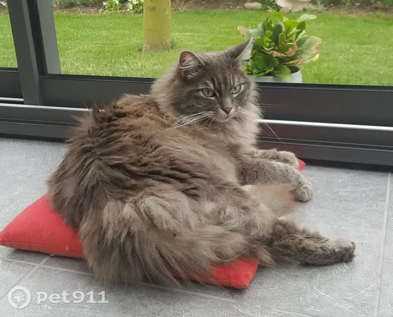 Perdu : Chat gris tigré court sur pattes - photo