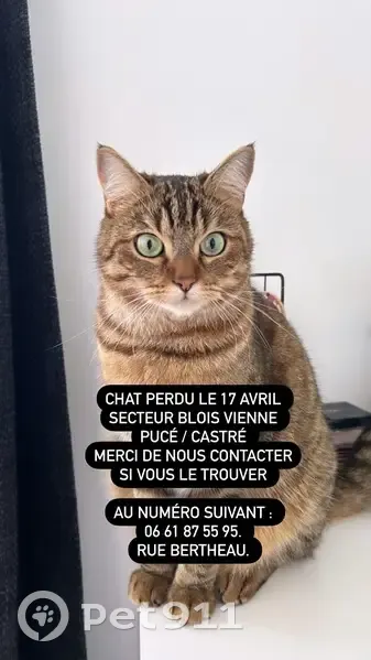 Chat marron noir et blanc perdu à Blois - photo