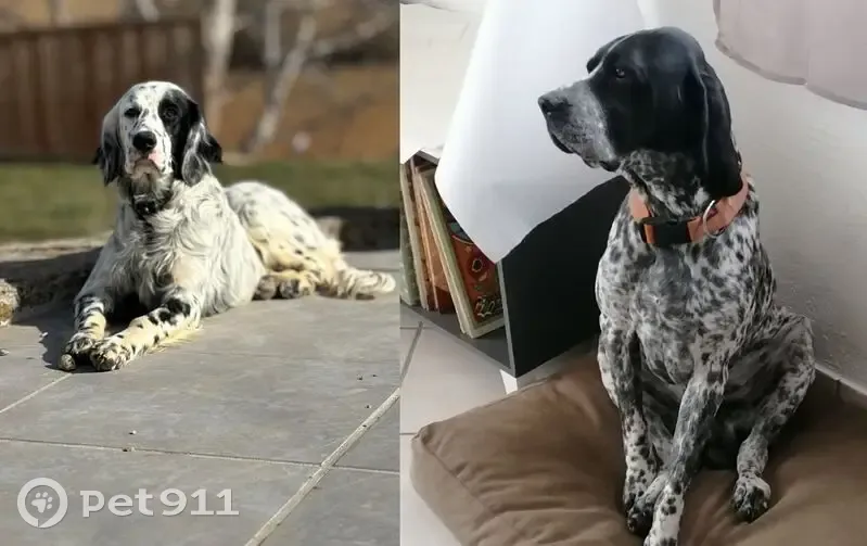 Chiens perdus : Setter et Braque à Mison - photo
