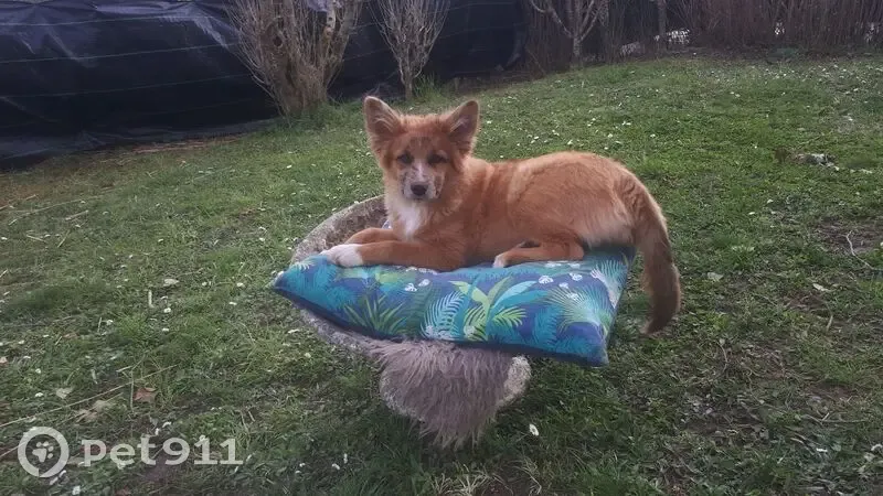 Chiot marron/rouge fugue avec husky à St-Julien - photo