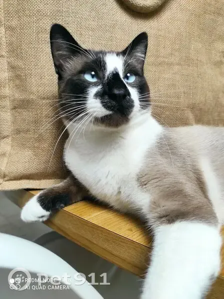 Chat perdu : croisé siamois, yeux bleus, Rives - photo