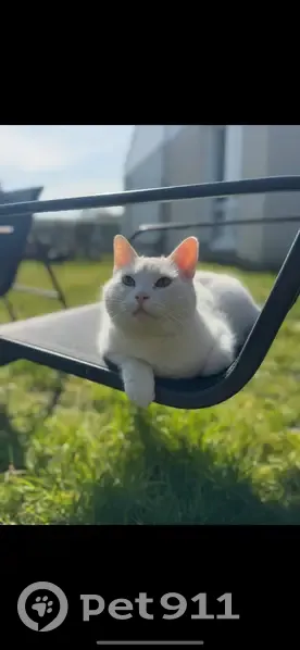 Chat perdu à Wavrin : yeux bleu et vert - photo