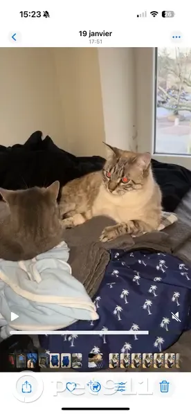 Chat perdu : Ubi, yeux bleus, queue cassée - photo