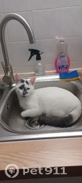 Chat perdu : Maho, blanc et gris, Dijon - photo