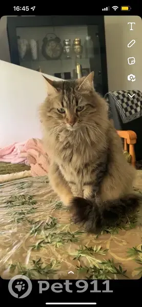 Chat perdu à Valence, 8 ans, robe marbrée - photo