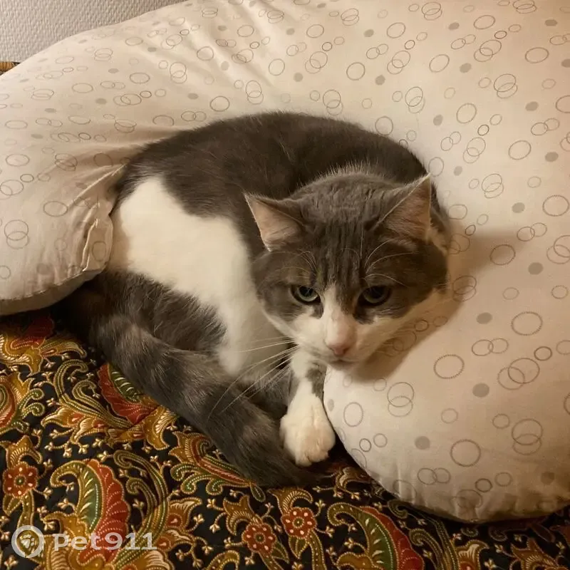 Chatte Blanche et Grise Perdue à Montreuil - photo