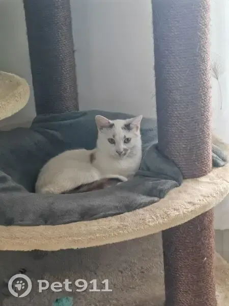 Chatte Perle perdue, 2 ans, Le Mans - photo