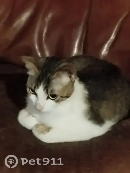 Chat perdu à La Bouëxière, Bretagne - photo