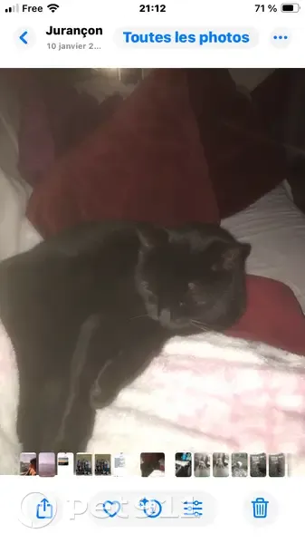 Chatte noire perdue à Jurançon - photo