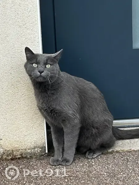 Chat câlin trouvé, sociable et affamé - photo