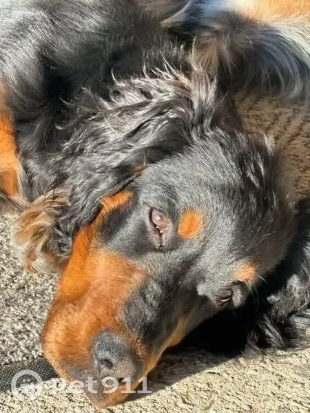 Chien perdu : Setter Gordon noir à Machecoul - photo