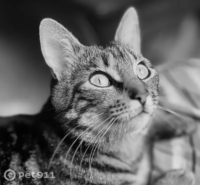 Chat tigré gris perdu à Rennes - photo