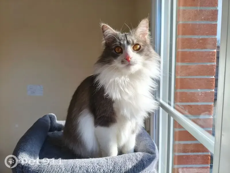 Chat perdu à Armentières, rue Louise Weiss - photo