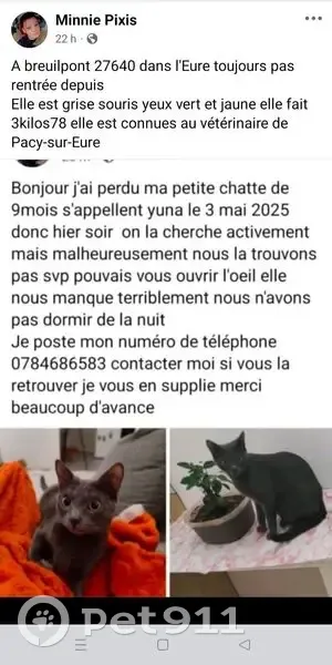 Chatte grise trouvée à Breuilpont - photo